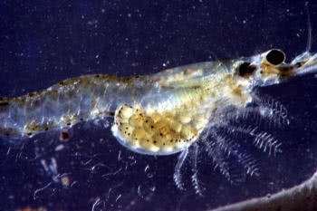 A female opossum shrimp carrying eggs